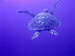 This was taken off the island of Moorea in Tahiti with an... by Justin Pfeifer 